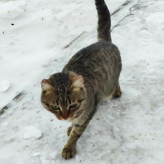 blizzardoff's tweet photo. #котикипоработятмир https://t.co/MoFJ7srkNe https://t.co/r2QtBxe5zj