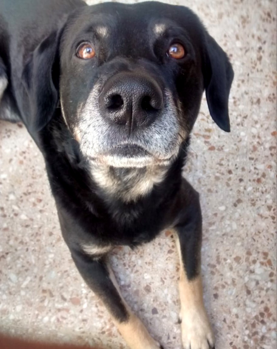 exagereando's tweet photo. Aunque no lo crean soy un tipo serio. #BuenSabado para todos!! 
#pappo #negroloco #tecalmas #bajameesaintensidad 💕🐾 https://t.co/XjEIuNHezt