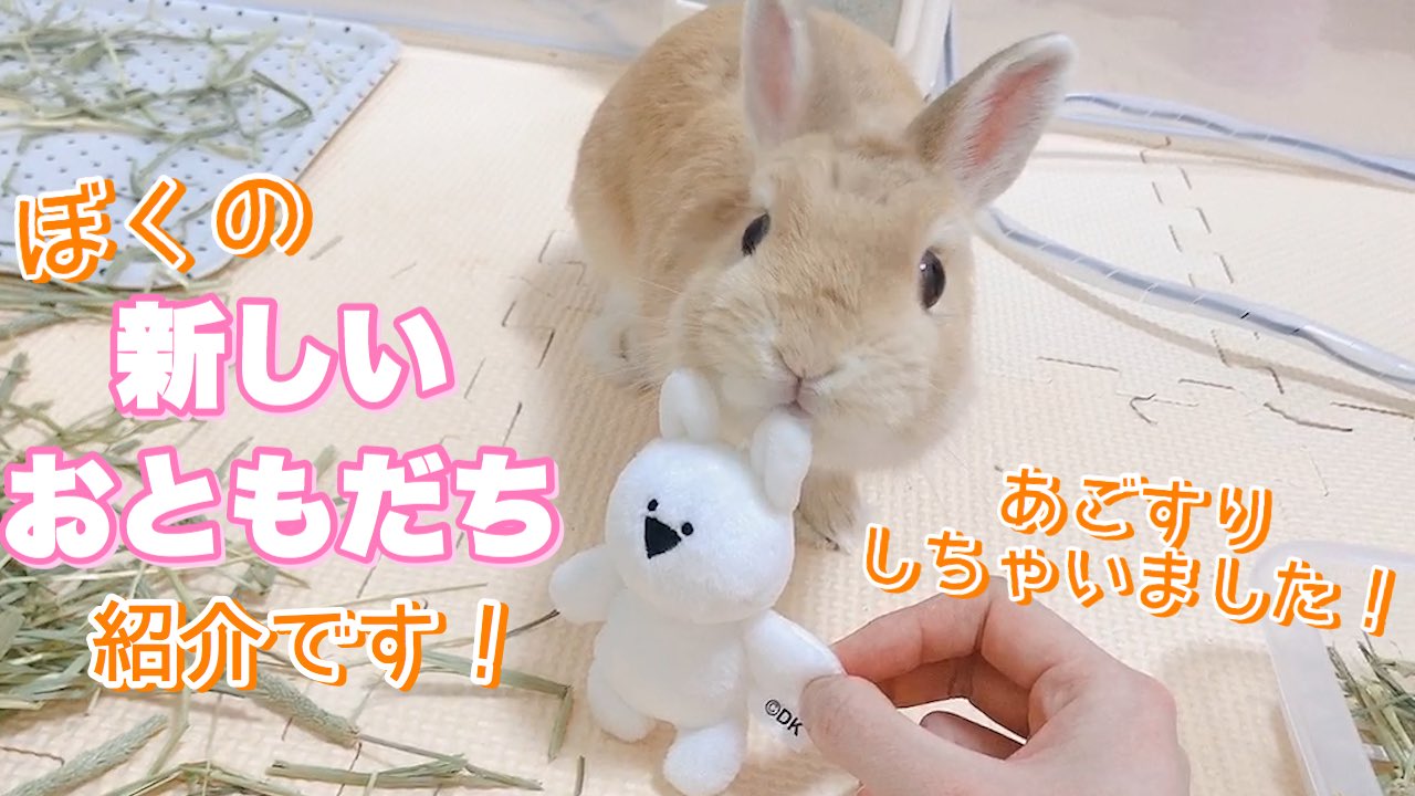 もこ 韓国で大人気の すこぶるうさぎがお友達になりました もこの日常公開しました 飼い主が大好きな韓国で人気の すこぶる動くうさぎ のプチぬいぐるみを もこのお友達にお迎えしました T Co O776yq4a5m T Co Kbyselfgir Twitter