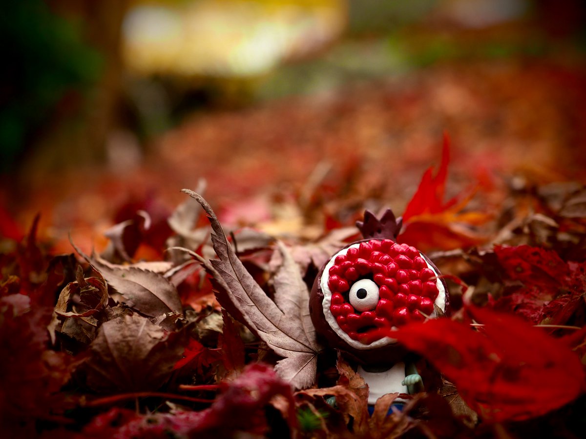 waaaaaao4's tweet photo. 来年もいいのが撮れるといいなぁ

#紅葉2019 #紅葉　#もみじ
#写真　#写真好きな人と繫がりたい 
#写真撮ってる人と繋がりたい 
#オールドレンズ倶楽部 
#photo #花写っと #お写んぽ 
#いいと思ったらRT #んちゃ https://t.co/V1AeHyuXDE