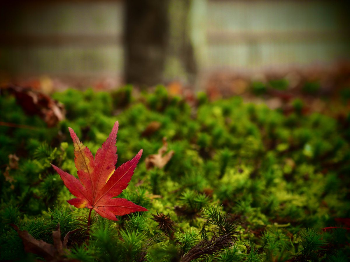 waaaaaao4's tweet photo. 来年もいいのが撮れるといいなぁ

#紅葉2019 #紅葉　#もみじ
#写真　#写真好きな人と繫がりたい 
#写真撮ってる人と繋がりたい 
#オールドレンズ倶楽部 
#photo #花写っと #お写んぽ 
#いいと思ったらRT #んちゃ https://t.co/V1AeHyuXDE