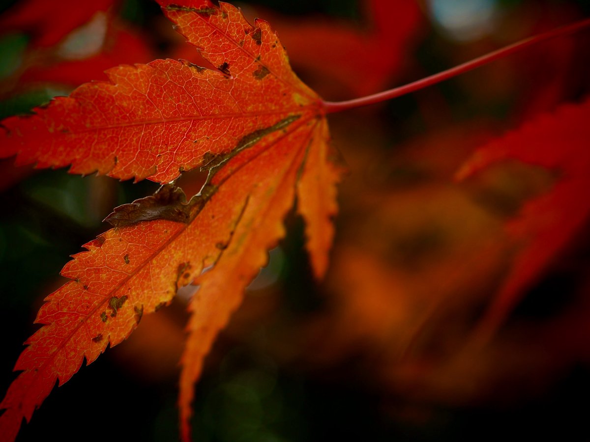 waaaaaao4's tweet photo. 来年もいいのが撮れるといいなぁ

#紅葉2019 #紅葉　#もみじ
#写真　#写真好きな人と繫がりたい 
#写真撮ってる人と繋がりたい 
#オールドレンズ倶楽部 
#photo #花写っと #お写んぽ 
#いいと思ったらRT #んちゃ https://t.co/V1AeHyuXDE