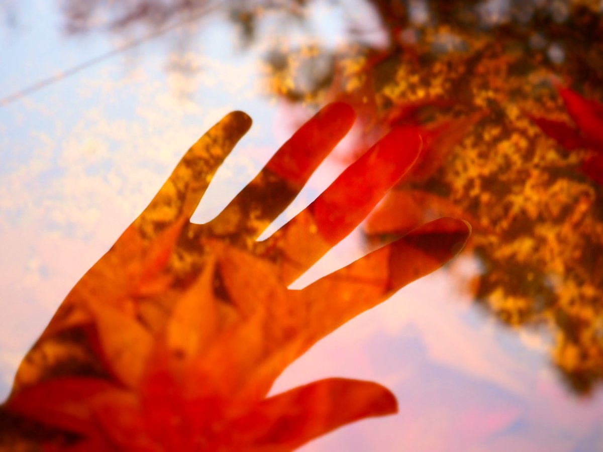 waaaaaao4's tweet photo. 来年もいいのが撮れるといいなぁ

#紅葉2019 #紅葉　#もみじ
#写真　#写真好きな人と繫がりたい 
#写真撮ってる人と繋がりたい 
#オールドレンズ倶楽部 
#photo #花写っと #お写んぽ 
#いいと思ったらRT #んちゃ https://t.co/V1AeHyuXDE