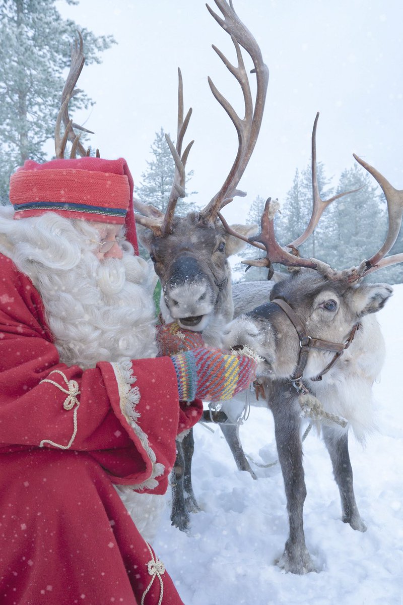 Some lichen for the reindeer before The Great Big Journey ✨ #santaclausoffice