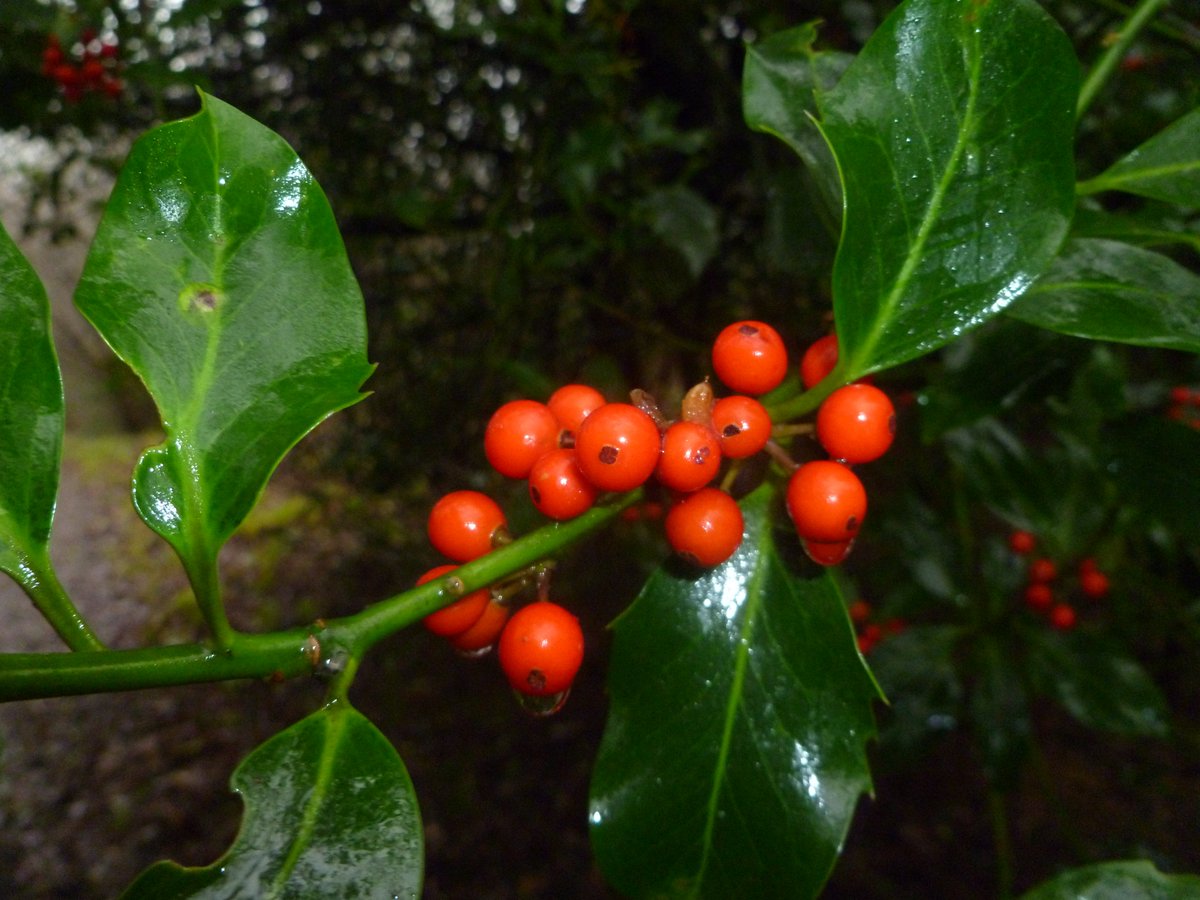 Come and #walk off those #Christmas calories! #AysgarthVisitorCentre will be open Dec. 27,28, 29. Enjoy the #waterfalls and #woodland. We are #dogfriendly.
