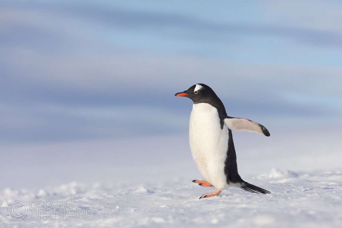 bernabephoto's tweet photo. It's the longest day of the year in Antarctica #Solstice2019 #photography https://t.co/ZEpQeNXHbB