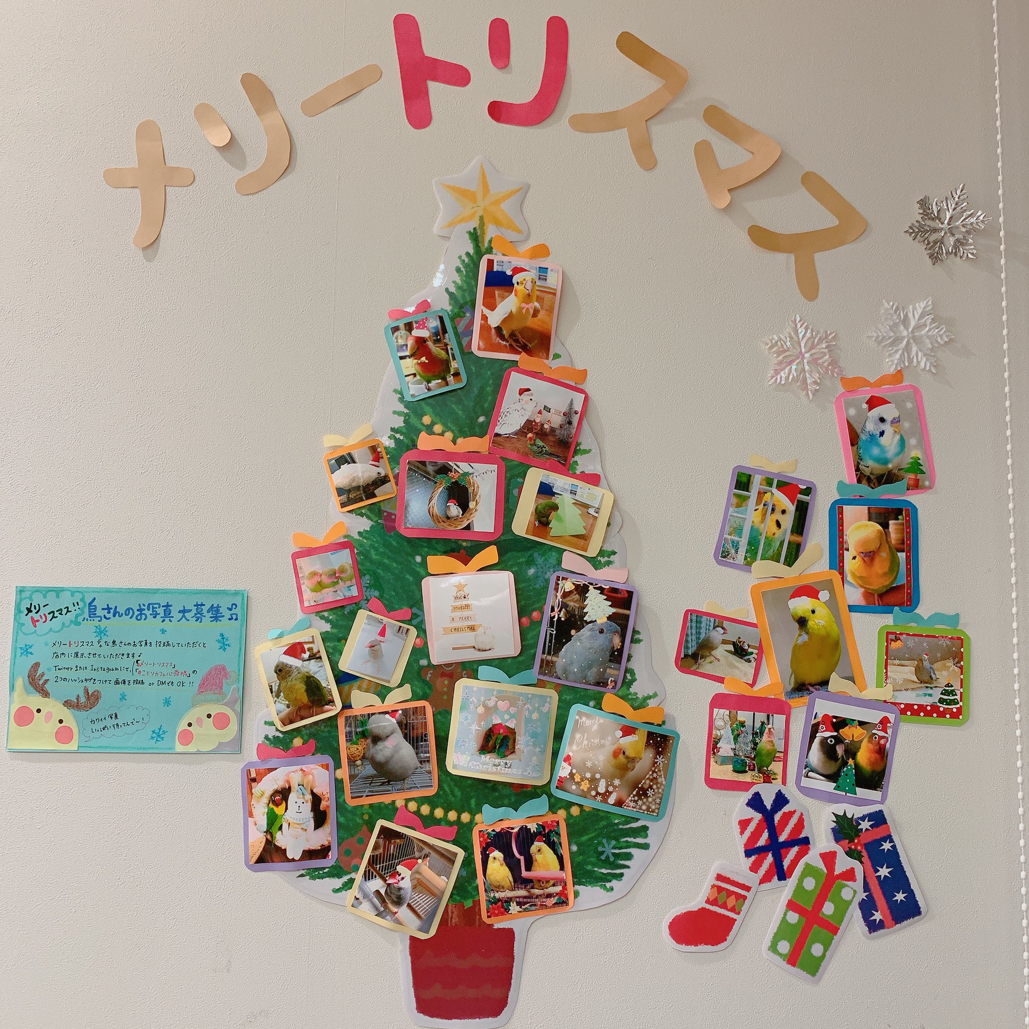 ことりカフェ心斎橋 公式 Auf Twitter メリートリスマス な鳥さんのお写真 たっくさんのご参加ありがとうございます ﾟoﾟ 可愛く加工してくださったり クリスマスオーナメントと一緒に撮ってくださったり 募集期間は終了しましたが 12 25まで展示し