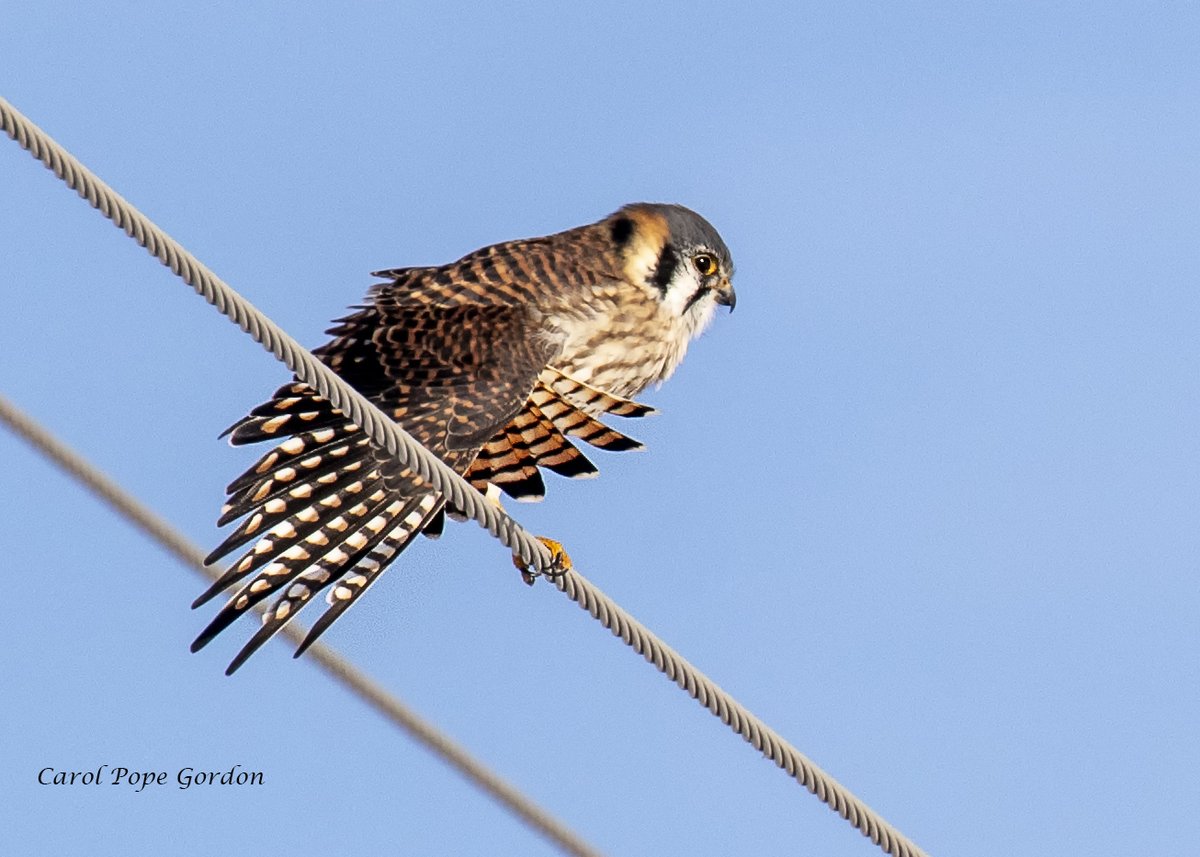 I headed out of town toward a nearby wildlife refuge and the first thing I saw was America's cutest little murder bird. #AmericanKestrel #Illinois #BirdsOfPrey #birdphotography #TwitterNatureCommunity