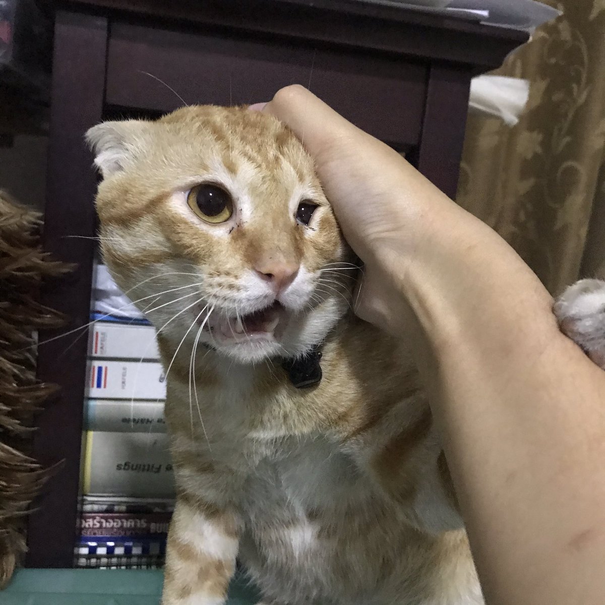 noblueberryl's tweet photo. แมวนรกค่ะ แตะนิดแตะหน่อยก็ไม่ได้ แต่เวลาน่ารักนิ่งๆก็น่ารักมากๆเลย อยากกัดหัว #รีวิวแมว2019 https://t.co/4I2IS0rxFr