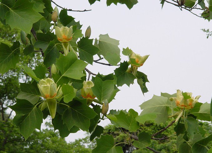 꽃과나무(Flower tree) 이미지