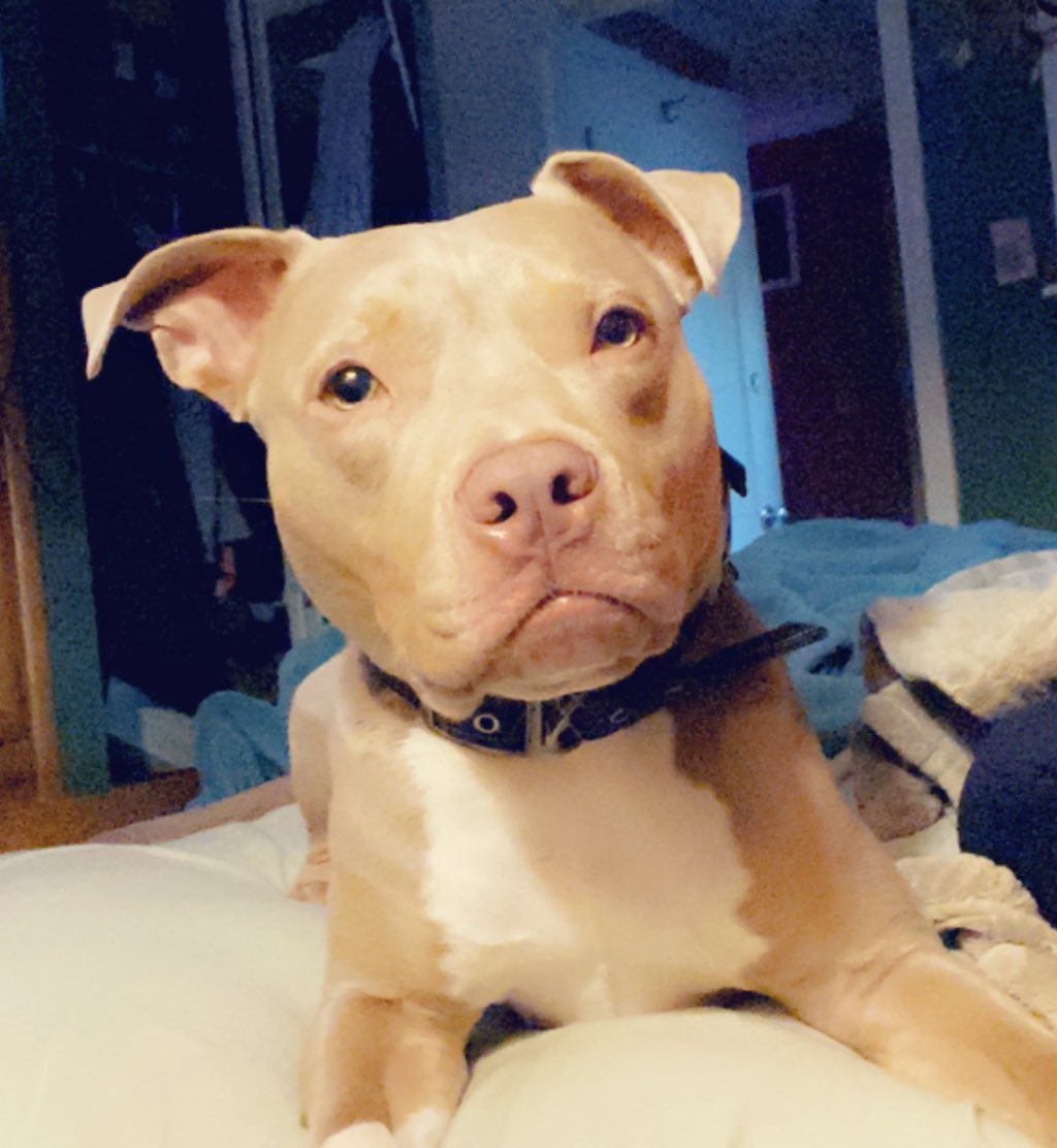 benjithestaffy's tweet photo. What mom sees every morning. Must go for walk! 🐶🐾

#staffy #StaffieSaturday #SaturdayMorning #pitbull #pitbullmomma https://t.co/YvIElP74Rs