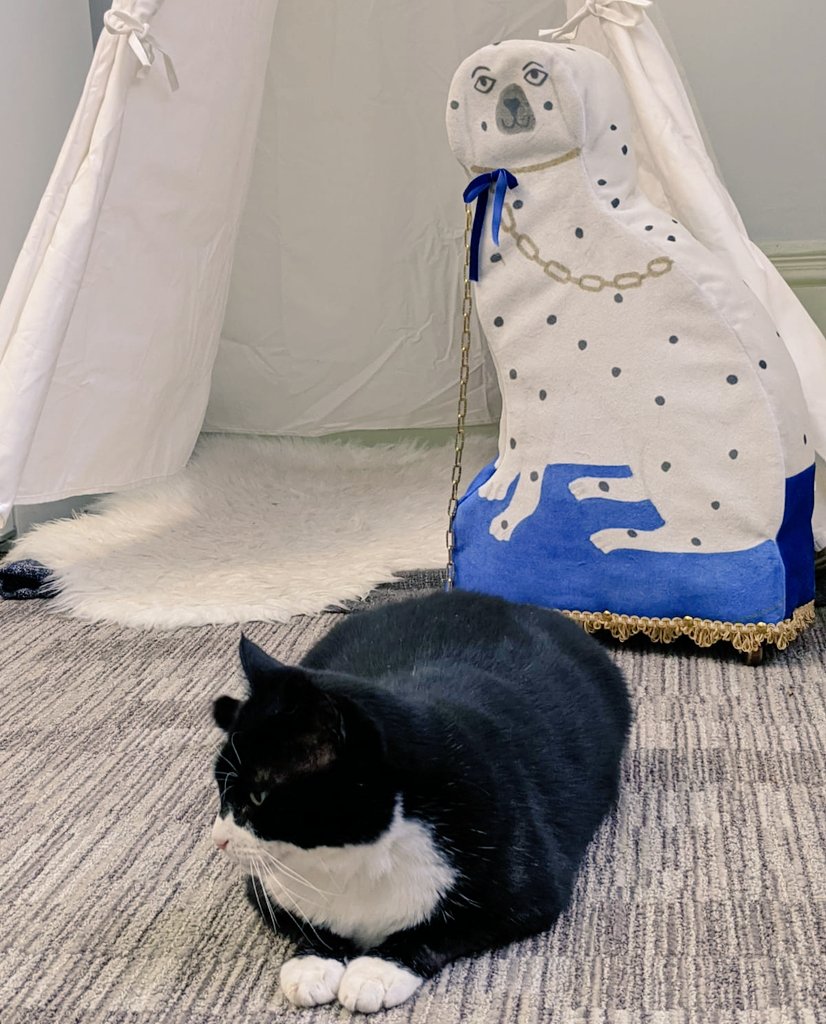 Palmerston, a black and white cat, lying down on his tummy Infront of cloth-model of a white and blue dog.
