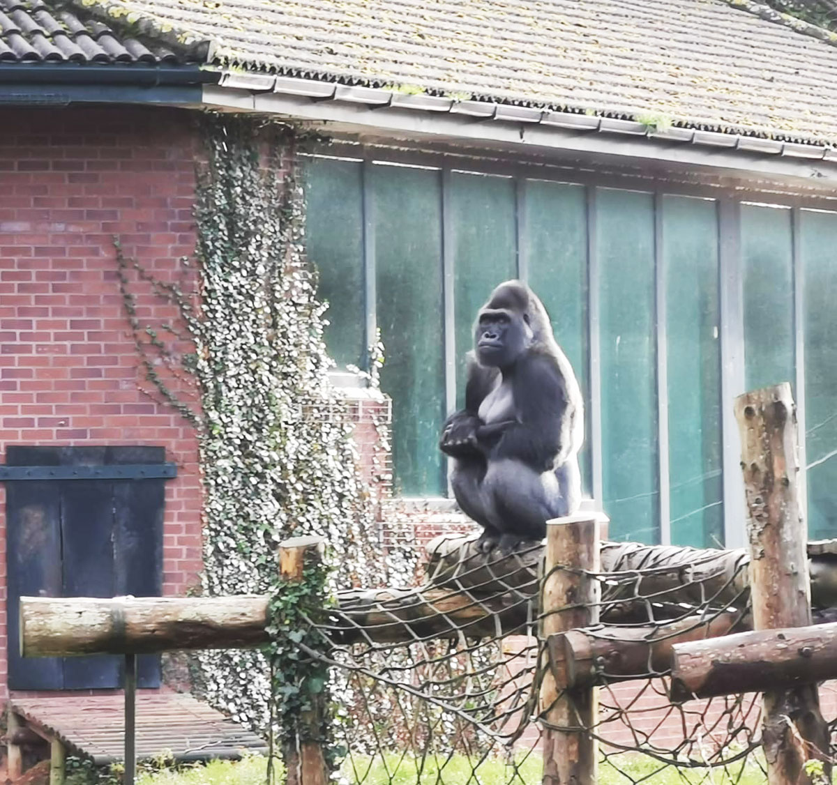 teigntrees's tweet photo. More time for our #treeteams @PaigntonZoo this week. Tristan couldn't resist taking these shots of this beautiful #silverback #westernlowlandgorillas. He took quite a shine to Hutch, one of our team members. Such a beautiful creature. #teigntrees #weekendfun #gorillas #zoolife https://t.co/PysHfLn5CM