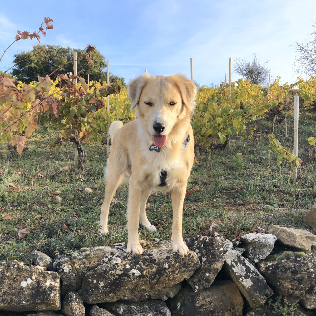 Noa da gure txakur mahastizaina 🐕 🍇 #vineyarddog #perrodelviticultor