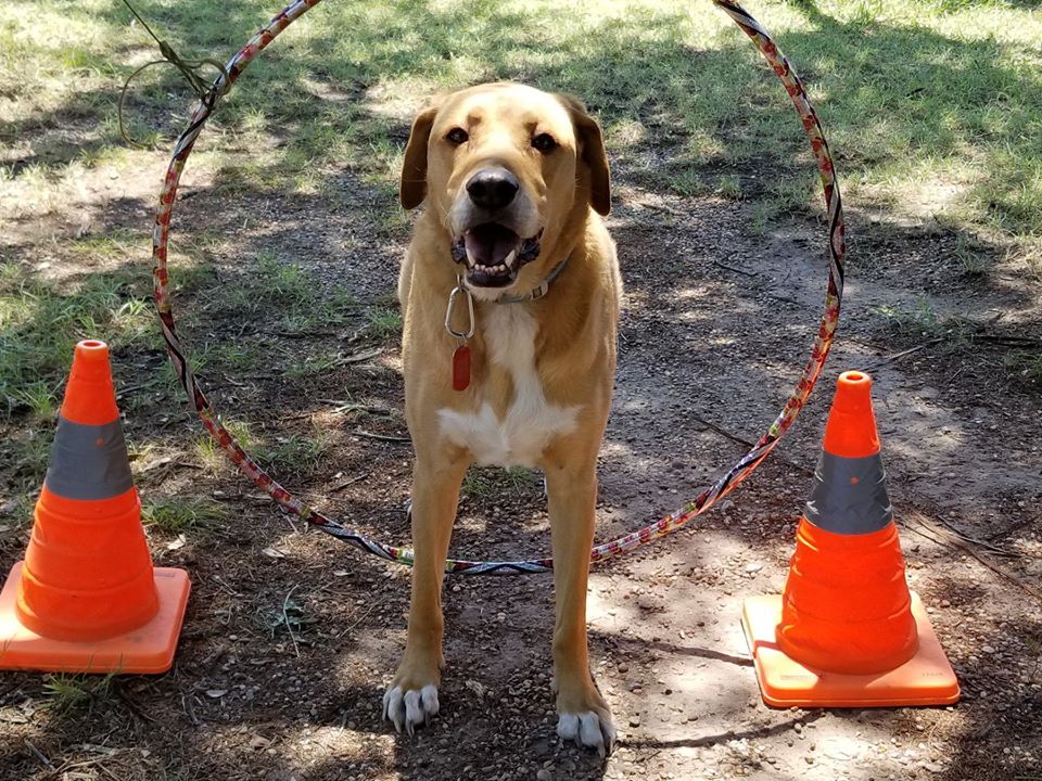 DallasDogLife tweet media