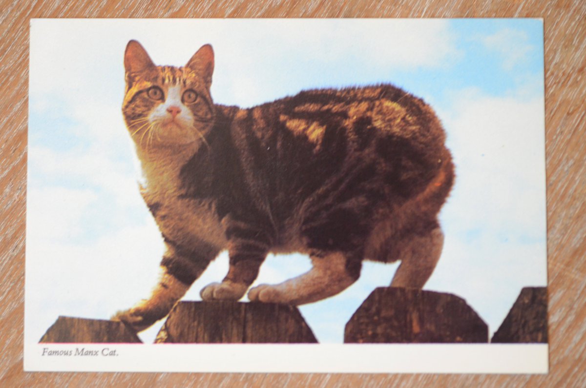belly_fluffy's tweet photo. Ending this weekend! 10% proceeds to Cat Protection, and the rest to cover vet bills and upkeep for Fluffy, Jet and Bagpuss RIP Clover #CatsofTwitter #CatPostcard 
https://t.co/vazbTldolb https://t.co/wsxSorW3Z1