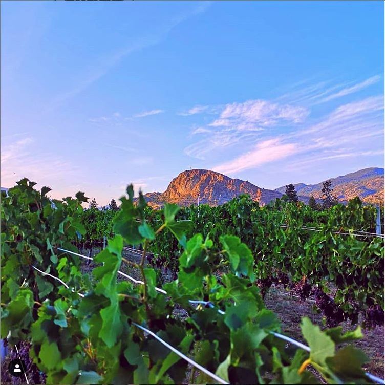 BacchusGroupCan's tweet image. Anyone else missing those Okanagan Summers?  At least we have their wines!

The beautiful Lost Horn Vineyard in Okanagan Falls produces some pretty stunning wines @rustwinery 

#Rusticated #ShowMeYourRust #Rustmas #RustWine #Oliver #SouthOkanagan #Okanagan #BCVQA #BCWine #Wine