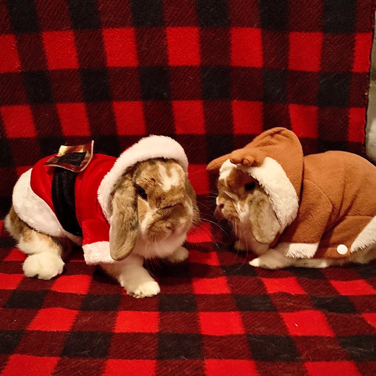 danisuejohnson's tweet photo. .It’s been months since my last bunny picture... Well, let me just bless your timeline with this gift! 
.Merry Christmas from Santa Paws and Rufus the Red-Nosed Rein-Bun 😍🐰🎄🎅🏻🦌🎁
.#MerryChristmas #HollandLop #SantaPaws #RabbitsOfInstagram https://t.co/cJyGxVFT8n