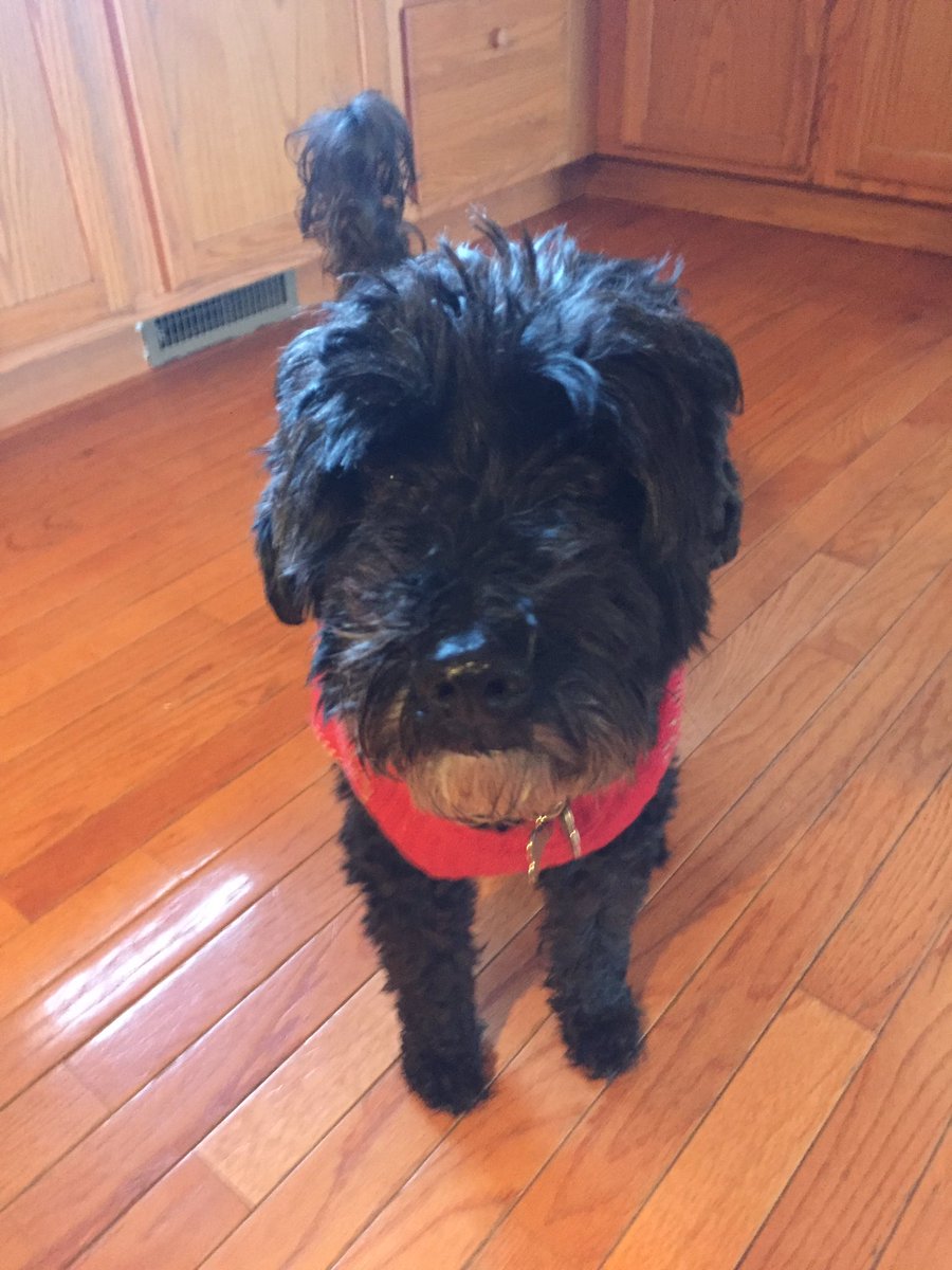 johnnycanal4's tweet photo. It’s his b-day so we’re taking him to B-dubs. #sweaters #ColeJames #SirBarksalot https://t.co/j5MnDB7v8u