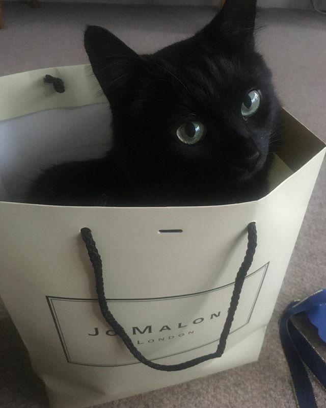 There’s nothing like a cat in a bag to make a hangover better. #jomalone #catsofinstagram ift.tt/2Mj5bKk