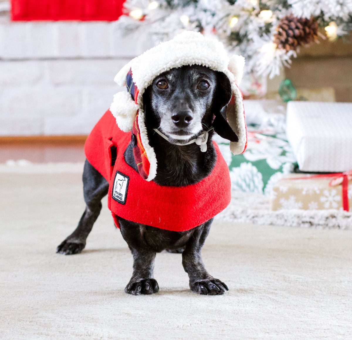 🎶Walking in a weenie wonderland🎶 4 more days until #Christmas! 🎄 #dachshund #dogsoftwitter