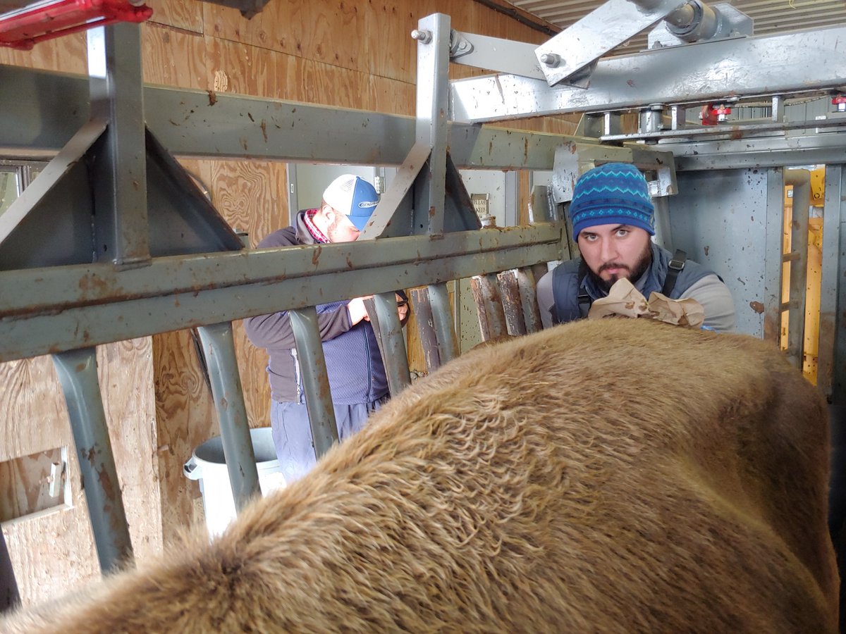 vitormercadante's tweet photo. Making some Christmas #ET calves this morning! @VTCals #VTapsc #reprorocks https://t.co/CDHbbxrx1m