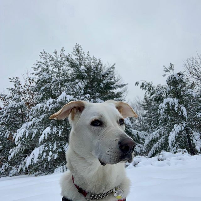 ❄️WINTER WHITE REUBEN❄️!
We ❤️ hiking at the cottage in the deep snow on our fantastic trails through the woods.
.
Reuben my foster dog is available for adoption with @covetedcanines.
He is the best companion for a nature lover like me!
.
#adoptreuben #w… ift.tt/2SgNBdY