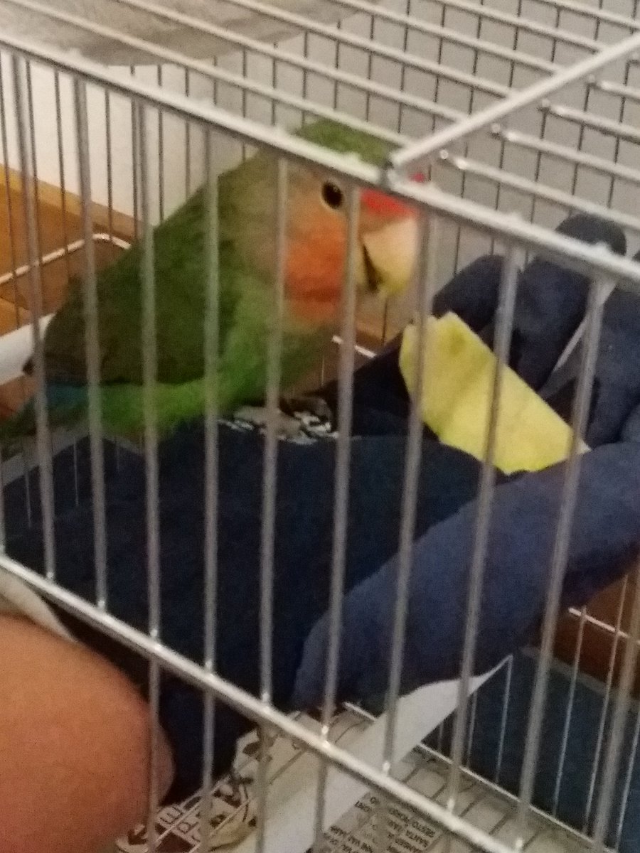 laexbionda's tweet photo. Con tanta pazienza e amore ha conquistato la sua fiducia  🐦 ❤ https://t.co/OdQZIJQfs1
