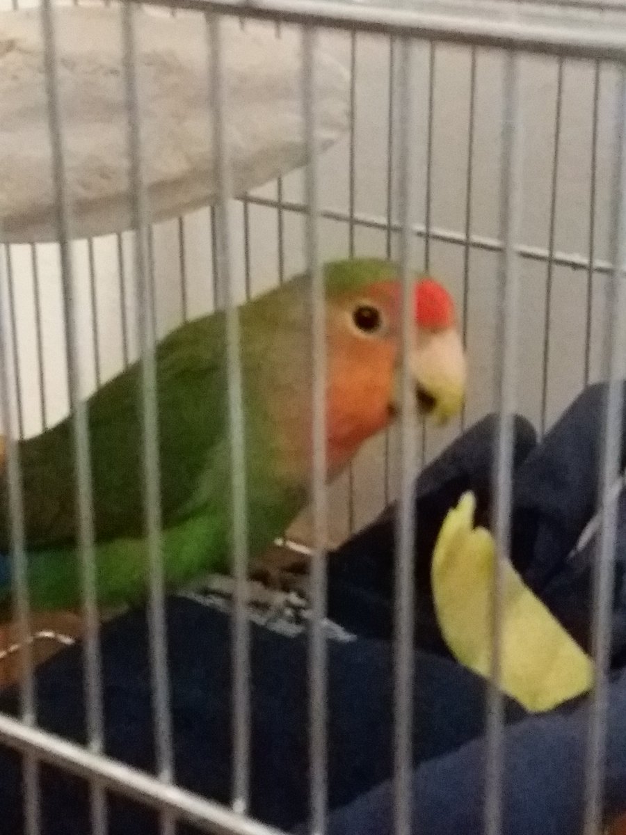 laexbionda's tweet photo. Con tanta pazienza e amore ha conquistato la sua fiducia  🐦 ❤ https://t.co/OdQZIJQfs1
