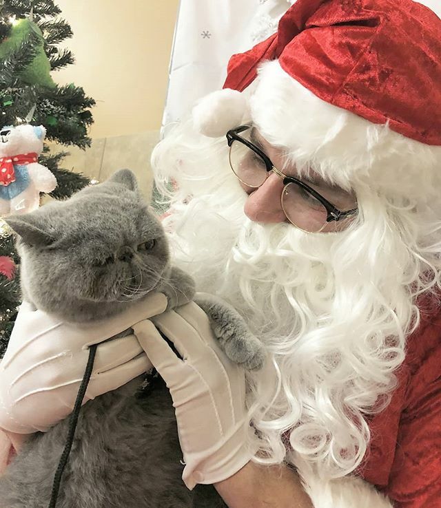Has your pet been Naughty or Nice this year? Santa is checking his list <a href="/PetSmart/">PetSmart</a> on Stavanger this Saturday and Sunday from 12pm to 4pm, so bring them in for a FREE picture!

#petsmartparties #yyt #newfoundland #StJohns #santa  #caturday #lifeatpetsmart… ift.tt/2ZewfzW