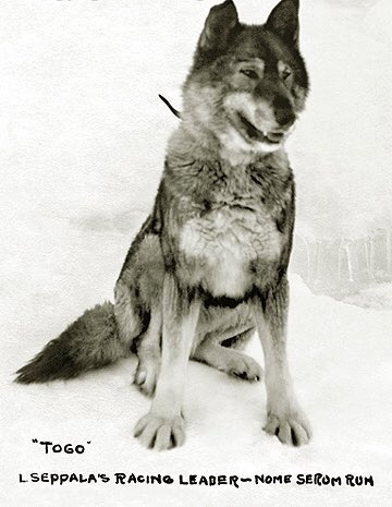 Kevaronii's tweet photo. Forget Star Wars, and forget Balto, Togo is the best movie of 2019. Can’t believe I went all these years thinking Balto did all the work 😒 https://t.co/cp2t40fjs9