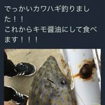 猛毒魚を危うく食べてしまうところTwitterに救われたニュース