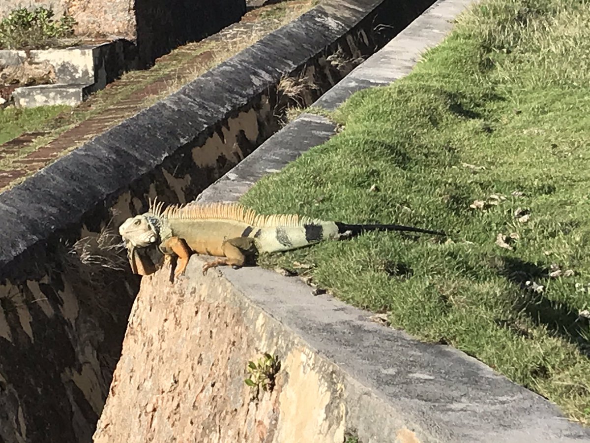 UNK_Athletics's tweet photo. And how was your Saturday?! @UNKWBB visiting Old San Juan #LopersInPR #PRClasico #LastDay https://t.co/a9OkFisD1U