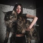 ねこの日 にちなんだピタゴラスイッチをする猫がかわいい 話題の画像プラス ねこの日 にちなんだピタゴラスイッチをする猫がかわいい 話題の画像プラス