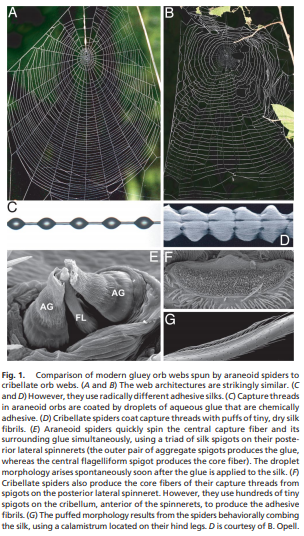 bobby_habig's tweet photo. Reconstructing web #evolution and #spider diversification in the molecular era.
Article in @PNASNews by T. Blackledge, @SNM_NScharff J. Coddington, T. Szüts, J. Wenzel C. Hayashi & @Ingi_Agnarsson: https://t.co/ZpdrTWktqQ
#EvolutionaryBiology #BehavioralEvolution https://t.co/ORYXDbThzR