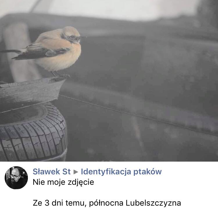 MEGA! 4th for PL DESERT WHEATEAR ~3days ago at Lubelskie Region.
<a href="/TarsigerTeam/">Tarsiger</a>