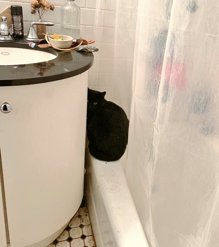 Left my child with  @embrace_mess (who I am convinced will be an exceptional cat parent someday) for a few days and she's taken up residence in the bathroom.I WISH I COULD EXPLAIN I'M COMING BACK 