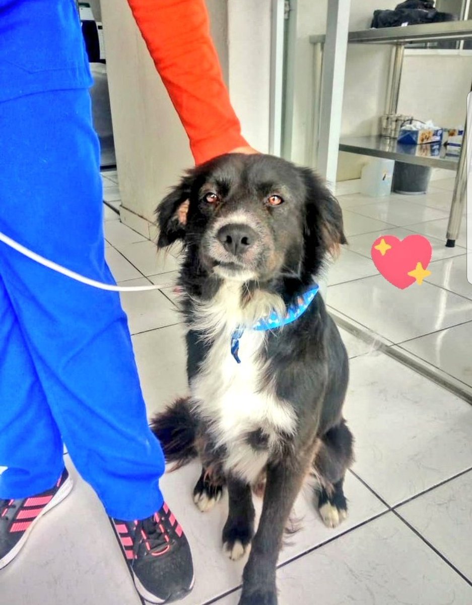 incondic_peru's tweet photo. #Calev está en Miraflores!
Es un perrito lindo, está vacunado y castrado, de carácter noble, amoroso. Este mensaje es para las familias que deseen adoptar y quieran conocer a Calev. Interesados envíen un mensaje para coordinar la visita en la veterinaria.
#AdoptarSalvaVidas💕🐕 https://t.co/kWHS11qpbr