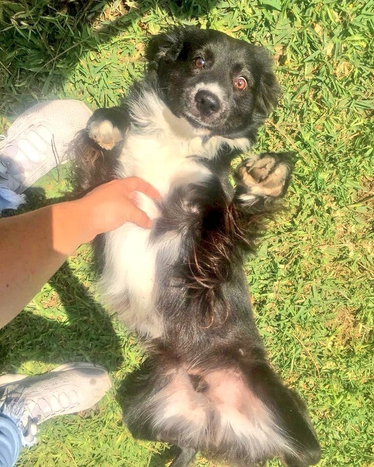 incondic_peru's tweet photo. #Calev está en Miraflores!
Es un perrito lindo, está vacunado y castrado, de carácter noble, amoroso. Este mensaje es para las familias que deseen adoptar y quieran conocer a Calev. Interesados envíen un mensaje para coordinar la visita en la veterinaria.
#AdoptarSalvaVidas💕🐕 https://t.co/kWHS11qpbr
