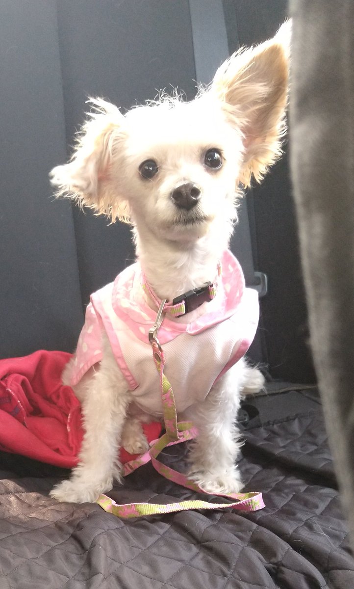 Anunciamos con muchísima alegría que Maile (Nube) fue adoptada, agradezco infinitamente a <a href="/DianaPau_Brions/">PAU BRIONES</a> y su familia por abrir las puertas de su 🏘️ y su ❤️ sabemos que será muy feliz a su lado #AdoptaNoCompres <a href="/MarianimaLOVERS/">#animaLOVERS</a> <a href="/perrososmx/">🅿🅴🆁🆁🅾🆂🅾🆂🅼🆇</a>
