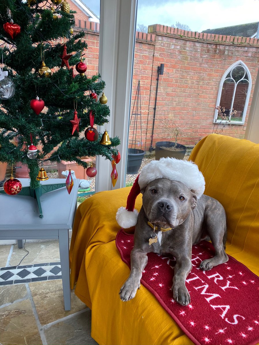 Merry Christmas to all my Twitter friends, I am #santapaws #anythingforatreat #StaffieSaturday #staffiesoftwitter #ChristmasCountdown #loveyouall