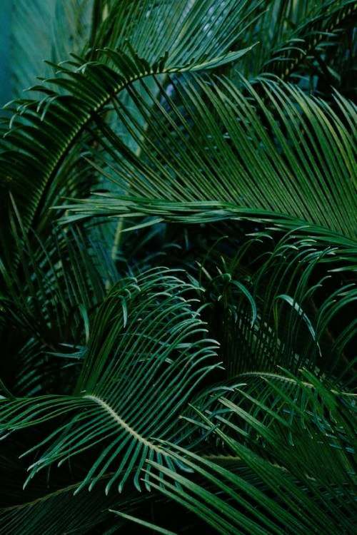 syllatherin's tweet photo. ❝ CENA FECHADA - ESTUDO SOBRE PLANTAS MEDICINAIS ❞

• PARTICIPANTES; @tonthm_fln.
• LOCAL: Gnósis, Cysegriad, Themis.
• HORÁRIO: Noite. 
• DATA: 21 de dezembro de 2019. https://t.co/yjaA1glPNc