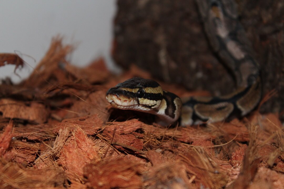 regiadesigns's tweet image. I just want to boop his nose so bad 🥰

#ballpython #ballpythonsoftwitter