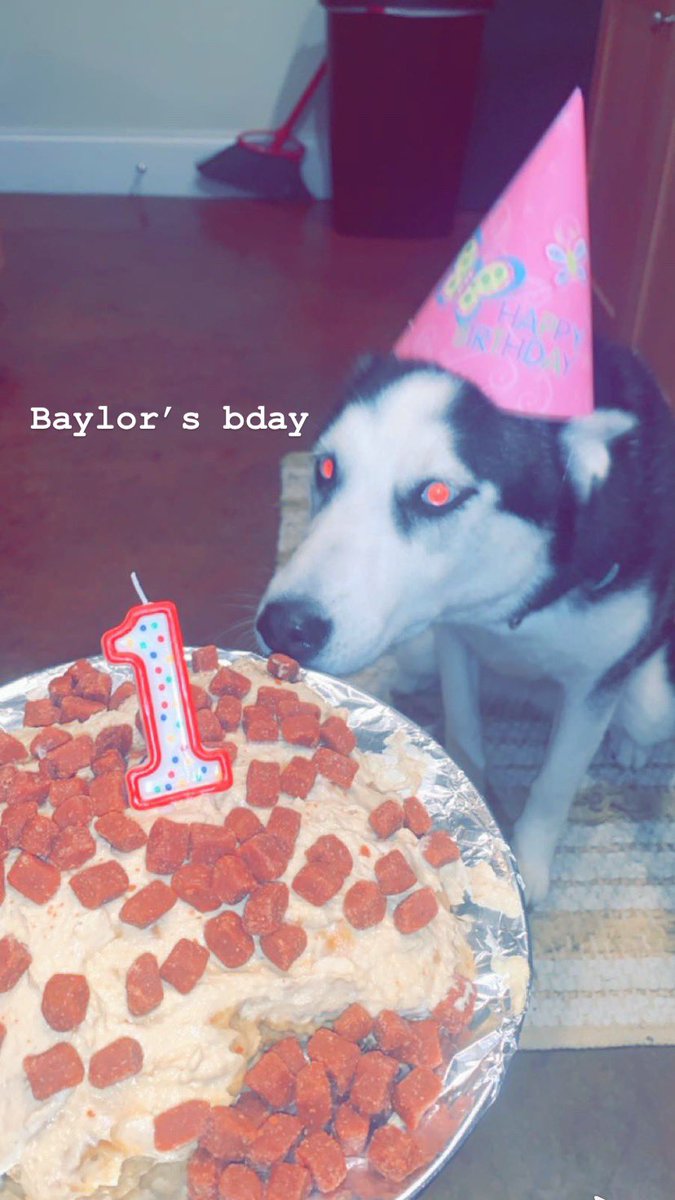 TylerCole20's tweet photo. @lexxhardycall They would to be okay with being s dog mom to my spoiled girl https://t.co/NYLug4hHiw