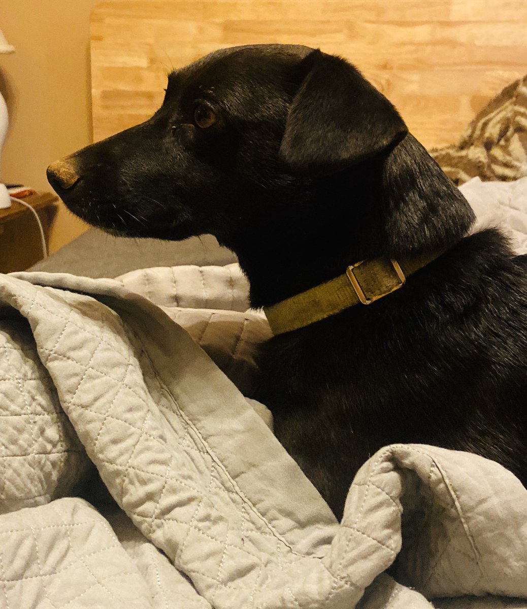 DEveler911's tweet photo. Inmate #39474 

Arrested for aggravated digging 

Inmate claims he was at the crime scene but swears he didn’t see any digging.

Inmate pleads not guilty and request an attorney 

(All dogs are innocent until proven guilty) https://t.co/kFeVJNCsyt