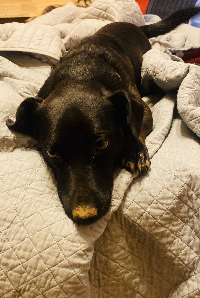 DEveler911's tweet photo. Inmate #39474 

Arrested for aggravated digging 

Inmate claims he was at the crime scene but swears he didn’t see any digging.

Inmate pleads not guilty and request an attorney 

(All dogs are innocent until proven guilty) https://t.co/kFeVJNCsyt