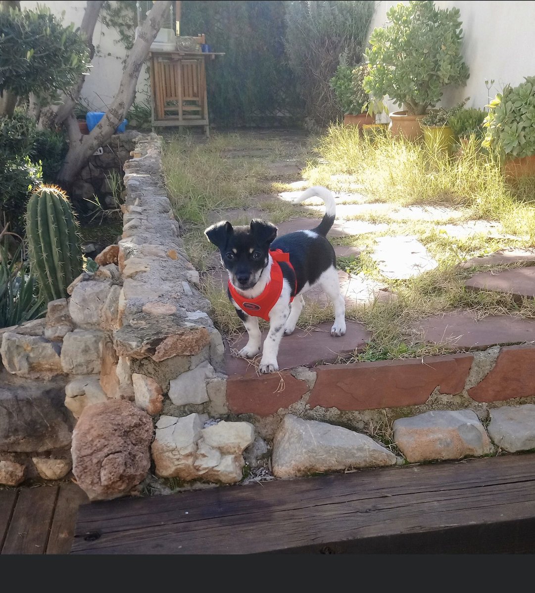 siri195's tweet photo. Este pequeñín busca con urgencia una familia que lo quiera para siempre 🙏🙏🙏, macho, desparasitado, vacunado, de tamaño pequeño, unos casi 4 meses tiene, muy cariñoso con peludos y humanos.
Contactad conmigo, es un cielo de cachorro❤️ https://t.co/R35RoTqxhs