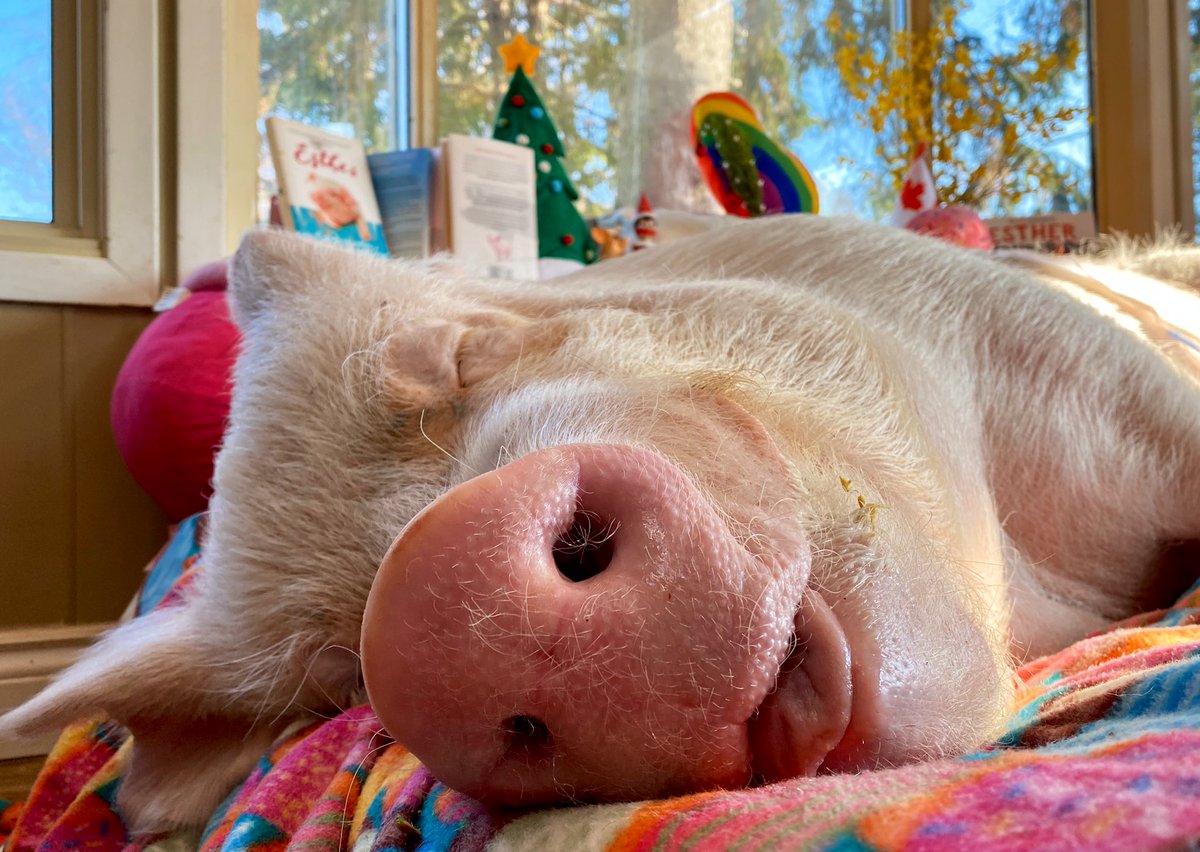 If I didn’t have to wake-up for Santa I would probably nap until the New Year.