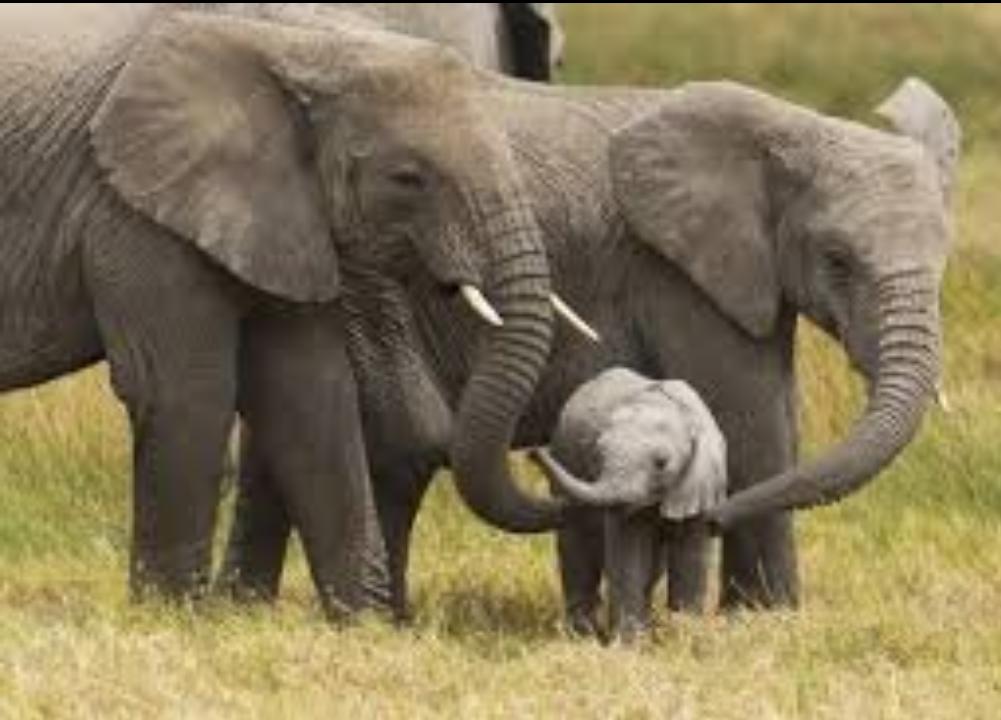Elephan71380120 tweet picture