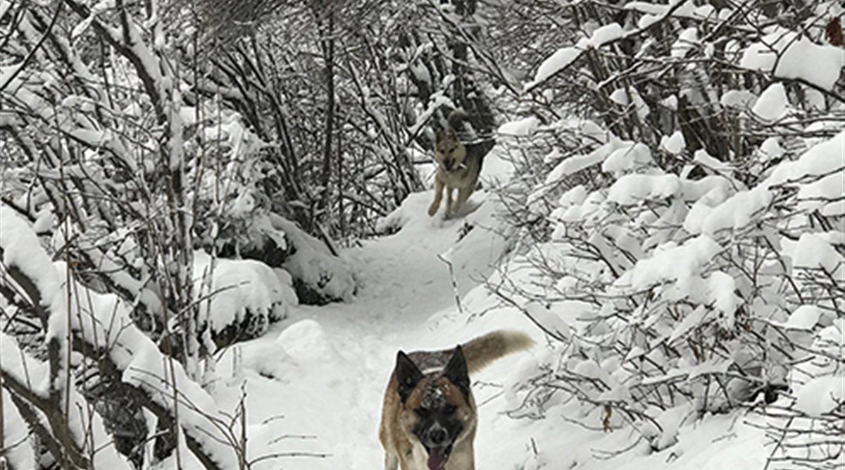 GemonaTurismo's tweet photo. Dal blog @FVGlive scopriamo il racconto "Con i cani e le ciaspole sulla neve fresca del Monte Cuarnan" del social ambassador Andrea Maroè https://t.co/BRN10bOtzS
#FVG #FVGLive #FVGLiveexperience #FVGambassador #FVGstories https://t.co/sjpkS8Tj7l